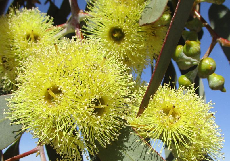 Eucalyptus woodwardii