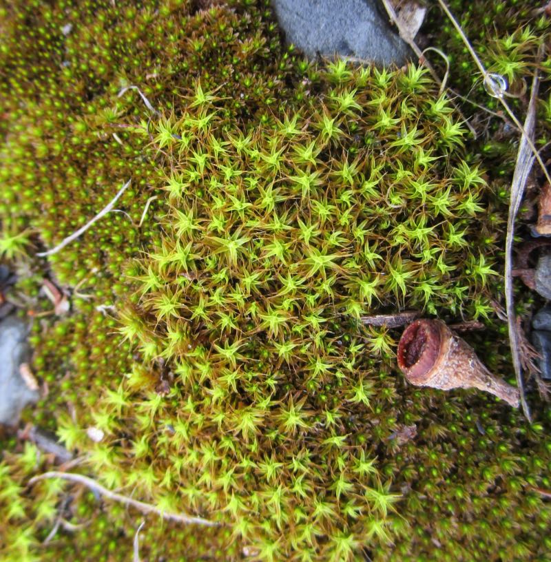 A moss, Pseudocrossidium crinitum?