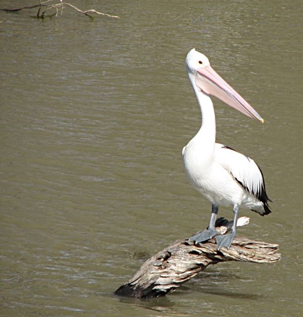 Pelican on log