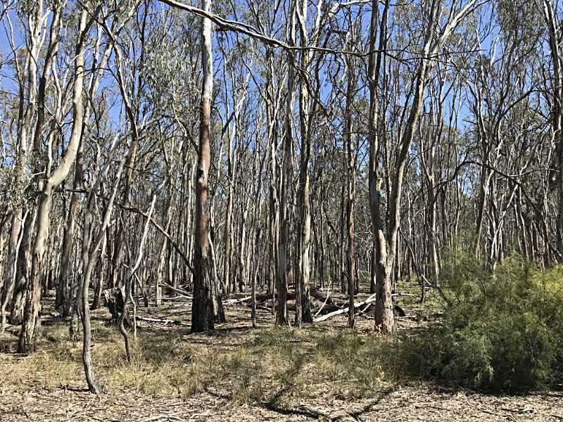 Red gum forest