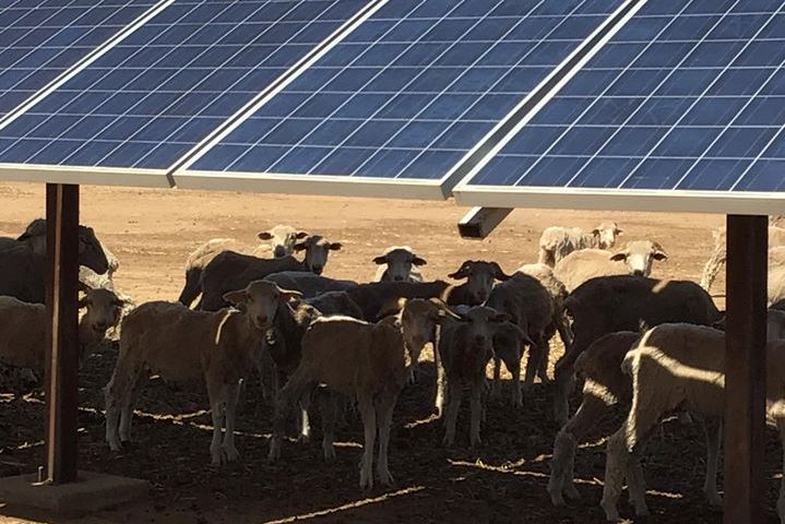 Sheep under solar panels