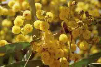 Acacia notabilis, Notable Wattle