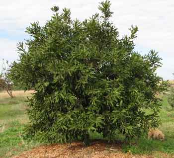 Macadamia trees