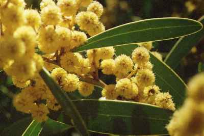 Acacia notabilis in flower