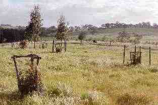 Tree guards at 'Elysium', Armagh, in the Clare Valley,
S. Australia