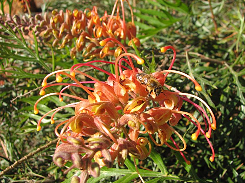 Grevillea and bee