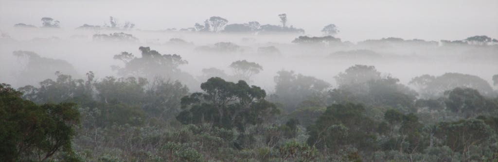 Mist below tree-tops