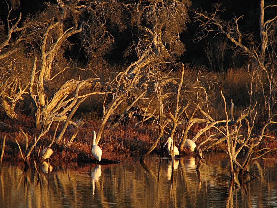 Dead trees, egrets and spoonbills