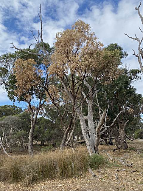 Dead gum trees