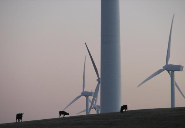Turbines and cows