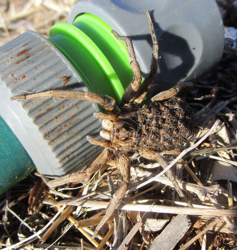 Wolf spider with young