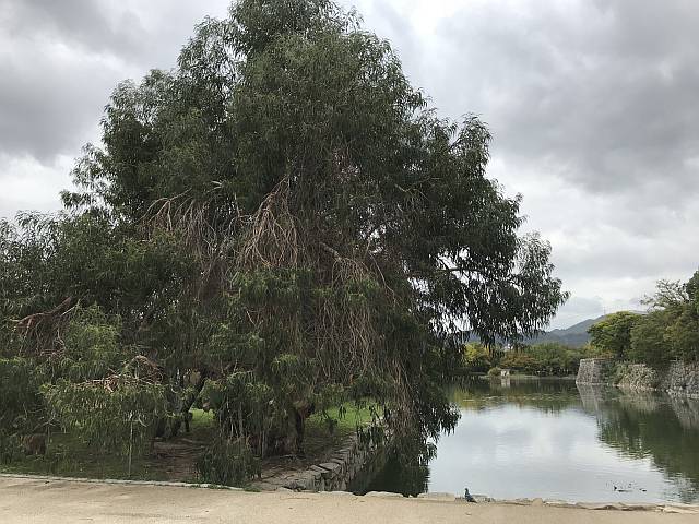 Eucalypt tree