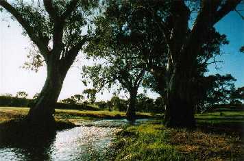 Eucalyptus cammaldulensis at Crystal Brook, S. Australia