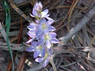 Sun Orchid, Onkaparinga Gorge, S. Australia