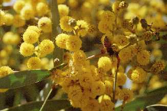 Acacia notabilis blossom