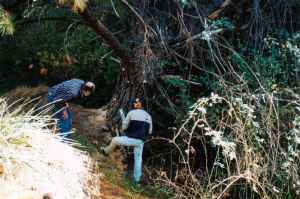Cutting pine